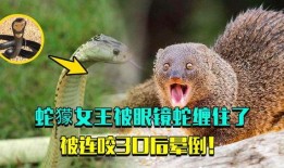 眼镜蛇女王在线观看,揭秘神秘蛇界传奇